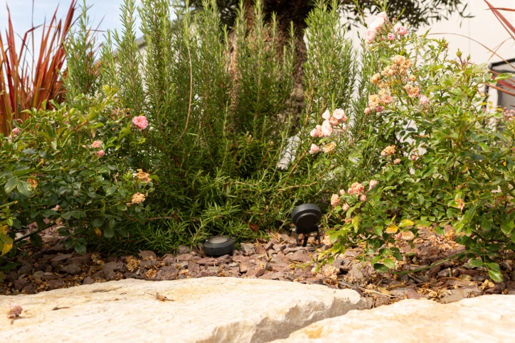 Garden bed with roses and a small spotlight behind the natural stone wall